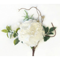 Bílá růže - 6ks