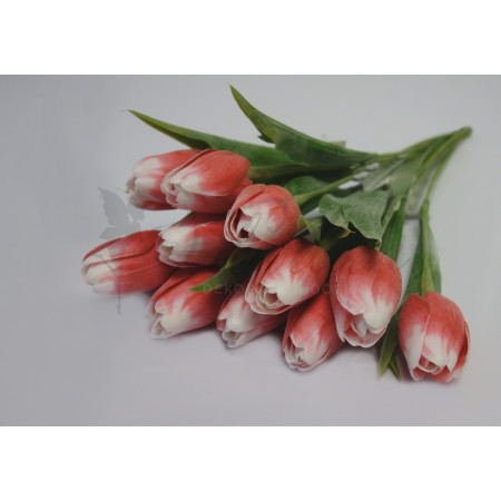 Tulipán červeno-bílý -  12ks 
