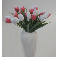 Tulipán červeno-bílý -  12ks 