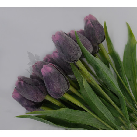 Tulipán švestkově fialový - 12ks