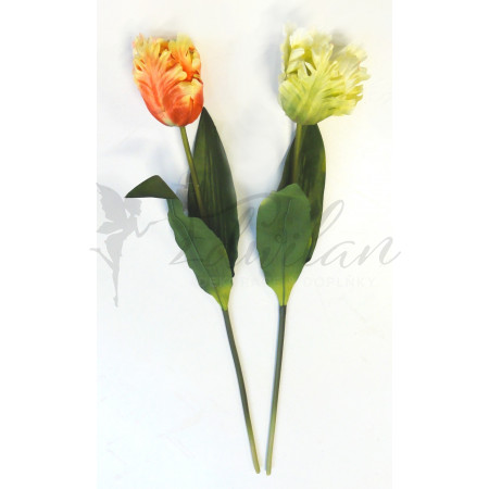 Papouškovitý tulipán - 2ks
