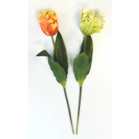 Papouškovitý tulipán - 2ks