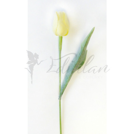 Tulipán krémový - 12ks