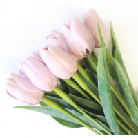 Tulipán světle růžový - 12ks (SG110 )