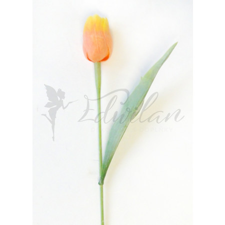 Tulipán broskvově-žlutý - 12ks 	