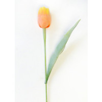 Tulipán broskvově-žlutý - 12ks 	