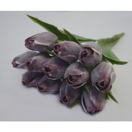 Tulipán bílo-fialový - 12ks (A1024)