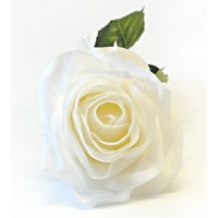 Růže v bílé barvě