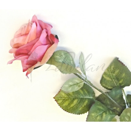 Růže v růžové barvě