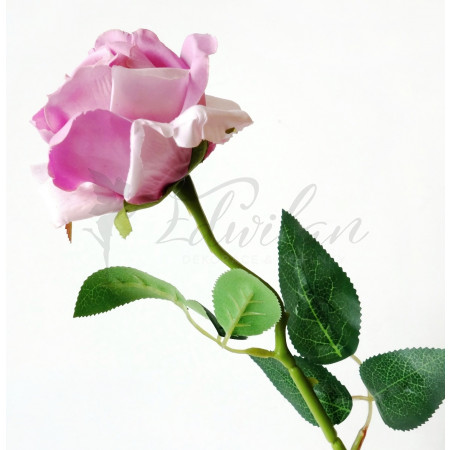 Fialová růže