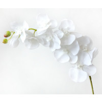Bílá orchidej s pogumováním