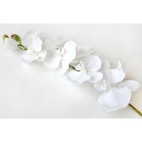 Bílá orchidej s pogumováním