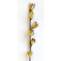 Pěnová květina - hnědá větev