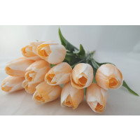 Tulipán bílo-oranžový-12ks