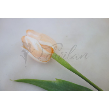 Tulipán bílo-oranžový-12ks