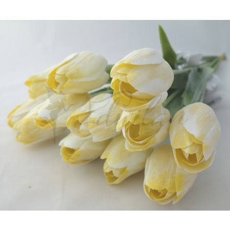 Tulipán bílo-žlutý-12ks