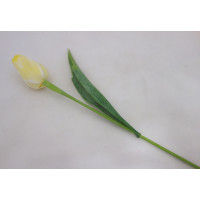 Tulipán bílo-žlutý-12ks