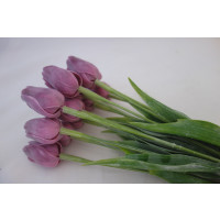 Tulipán fialový-12ks (A1058)