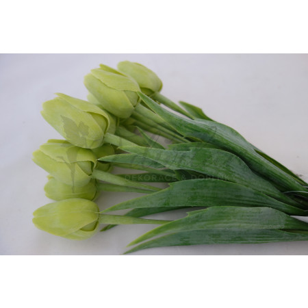 Zelený tulipán-12ks