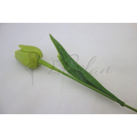 Zelený tulipán-12ks