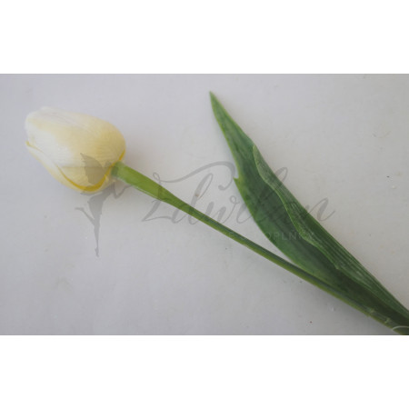 Tulipán bílo-žlutý-12ks (A32)