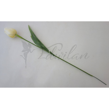 Tulipán bílo-žlutý-12ks (A32)