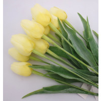 Tulipán žlutý-12ks (A31)