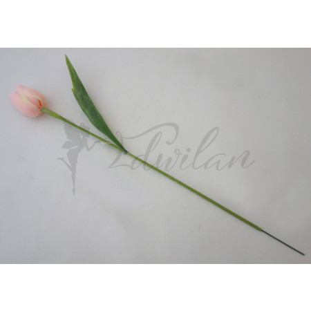 Tulipán světle růžový - 12ks  (A33)