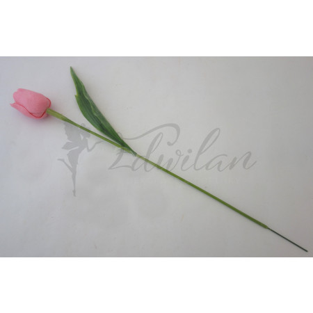 Tulipán růžový-12ks (A36)