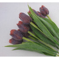 Tulipán v tmavě červené barvě - 12ks (A42)