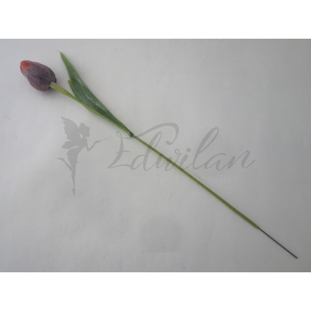 Tulipán v tmavě červené barvě - 12ks (A42)