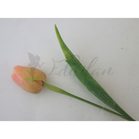 Tulipán v broskvovo zelené barvě-12ks