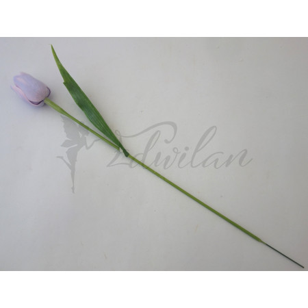 Tulipán světle fialový-12ks (A39)