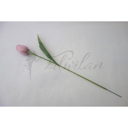 Tulipán světle růžový-12ks (A54)