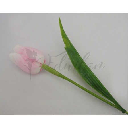 Tulipán bílo - růžový-12ks