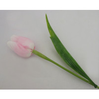 Tulipán bílo - růžový-12ks