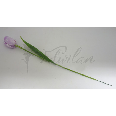 Tulipán světle fialový-12ks
