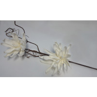 Bílá dvoukvětá květina