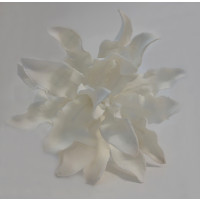 Bílá exotická květina