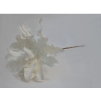 Bílá exotická květina