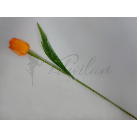 Tulipán oranžový - 12ks (A81 )