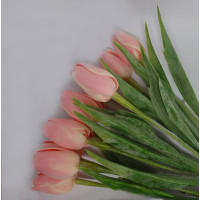 Tulipán krémovo - růžový - 12ks (A72 )