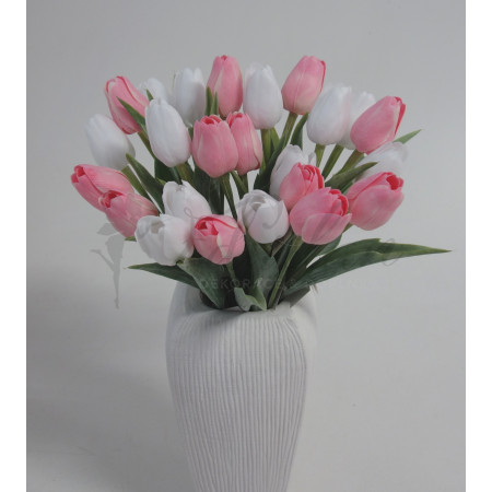 Tulipán krémovo - růžový - 12ks (A72 )