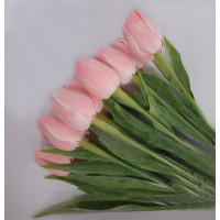 Tulipán světle růžový - 12ks (A74)