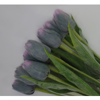 Tulipán fialový - 12ks (A86 )