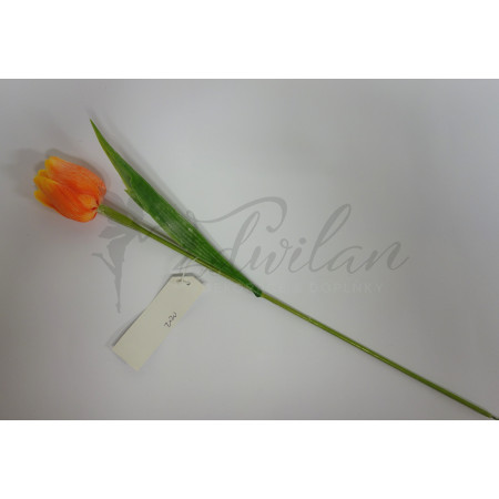 Tulipán oranžový - 12ks (A82)