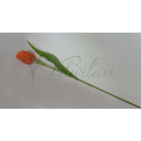 Tulipán oranžový - 12ks (A80 )