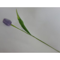 Tulipán fialový - 12ks (A85)
