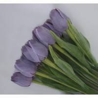 Tulipán fialový - 12ks (A85)