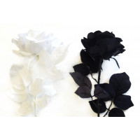 Růže v bílém nebo černém provedení